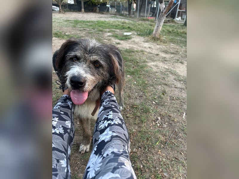 Pierro: Ein ganz besonderer Hund