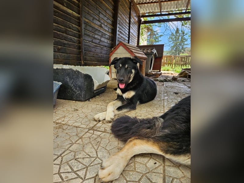 Sparky - sanfter Junghund sucht seine Menschen