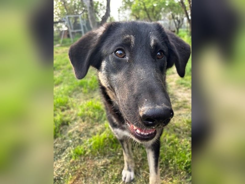 Neugierige Junghündin Millie möchte die Welt entdecken