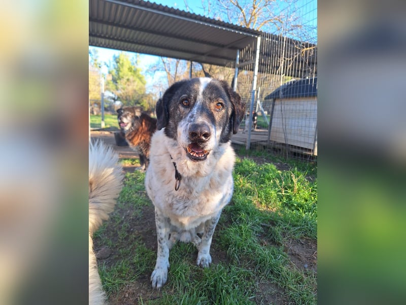 Treuer Hundesenior Tim möchte endlich ankommen