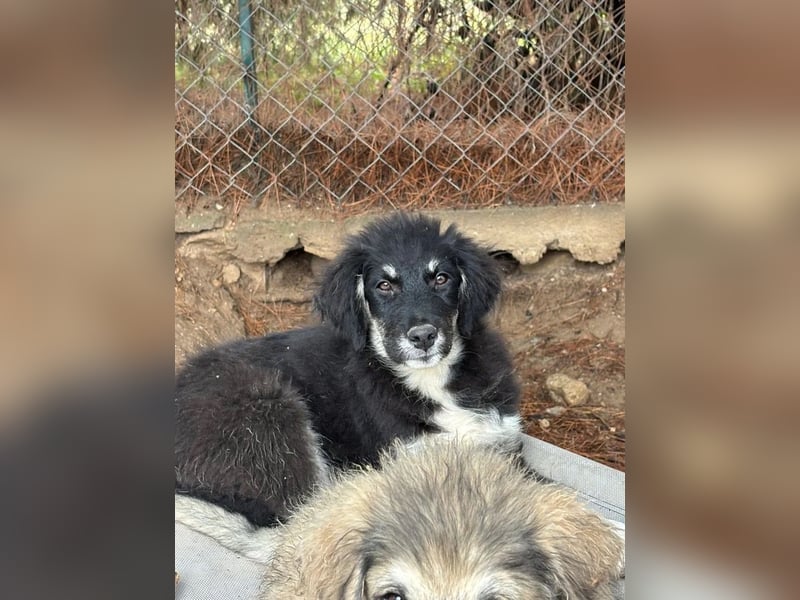 Niedlicher Welpe Nero