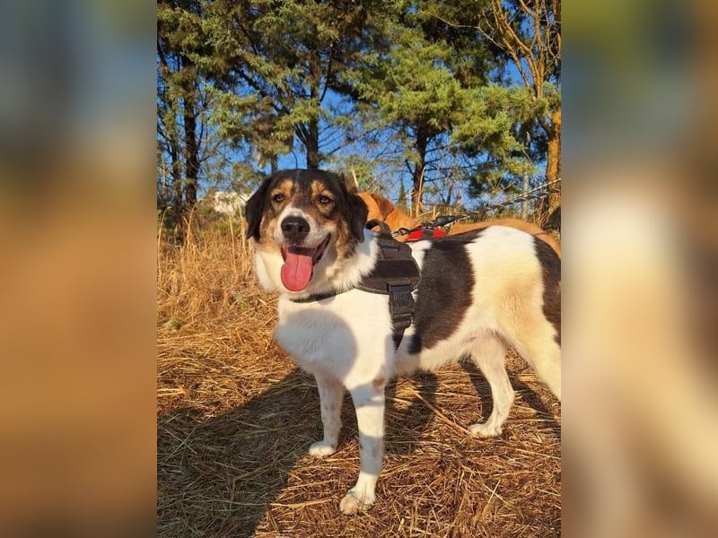 Piper - tolle Hündin sucht Für-Immer-Zuhause
