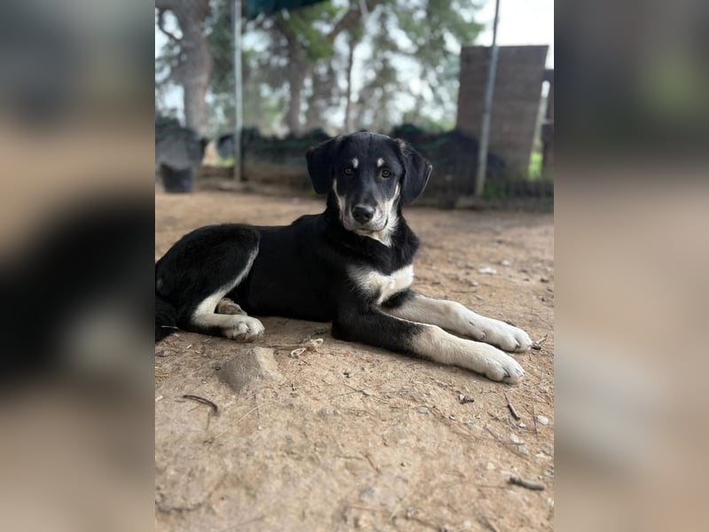 Ruhige Junghündin Poppy sucht liebevolles Zuhause