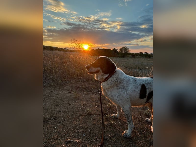 Treuer Hundesenior Tim