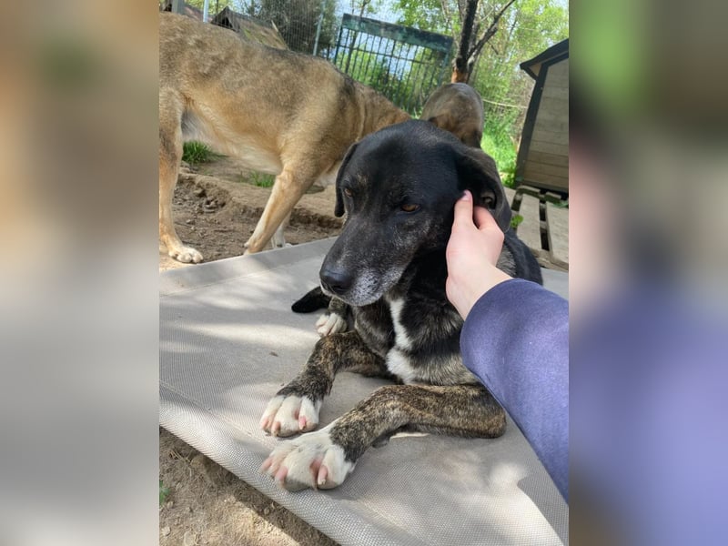 Sensibler Rüde TED möchte endlich Vertrauen fassen