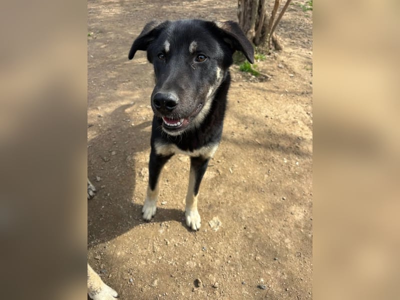 Sparky - sanfter Junghund sucht seine Menschen