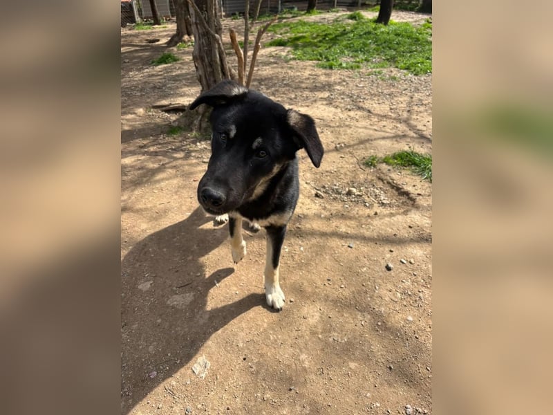 Sparky - sanfter Junghund sucht seine Menschen