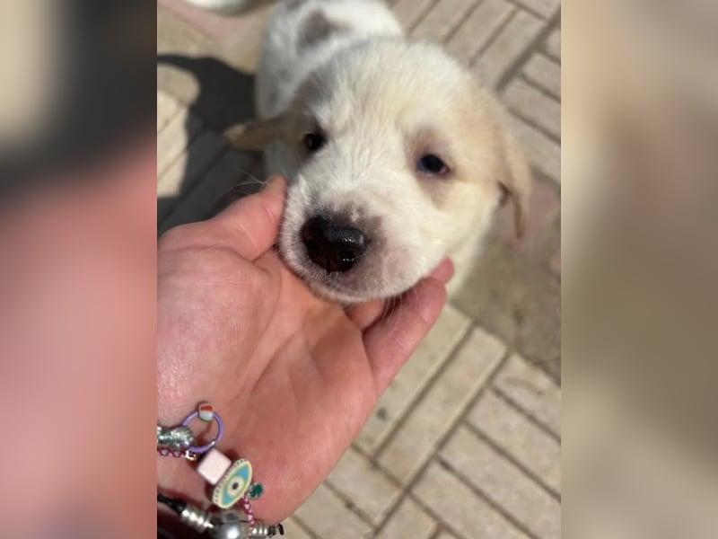 Hiro - liebevoller Welpe sucht sein Zuhause