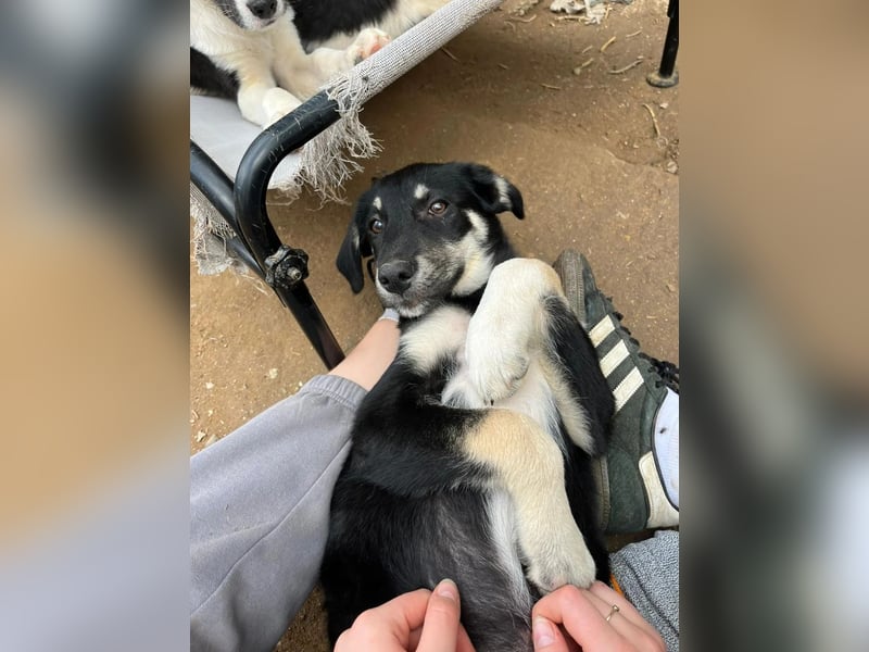 Ruhige Junghündin Poppy sucht liebevolles Zuhause
