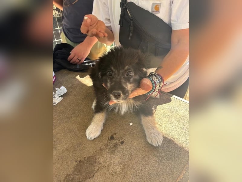 Niedlicher Welpe Nero