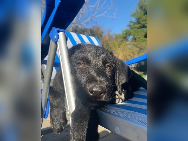 Zuckersüßer Welpe Jiji sucht sein Zuhause