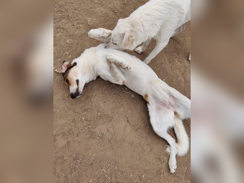 Karmen- Sensible und verschmuste Hündin