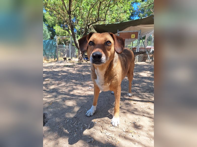 Sanfte Hündin Sandy sucht dich!