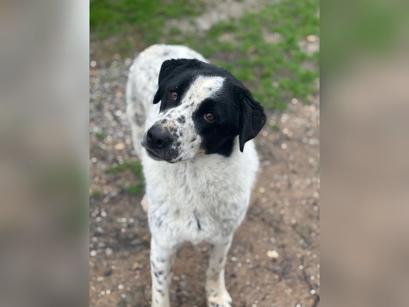 Wunderschöner, sensibler Apollo möchte endlich ankomen