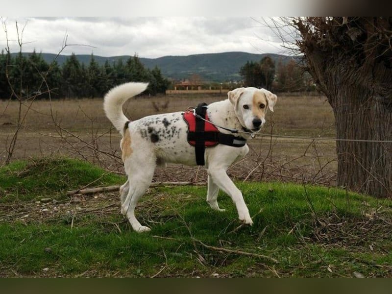 Treuer Gefährte Piratis