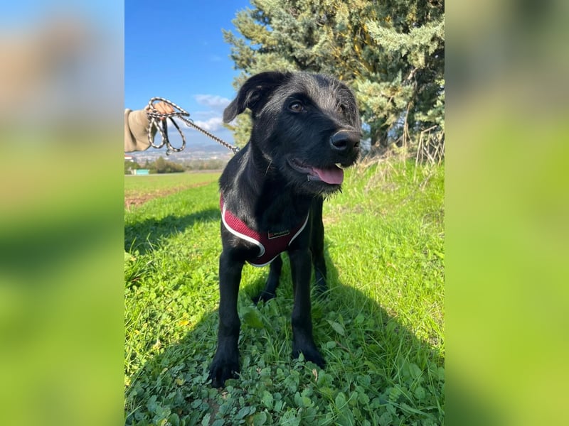 Zuckersüßer Welpe Jiji sucht sein Zuhause