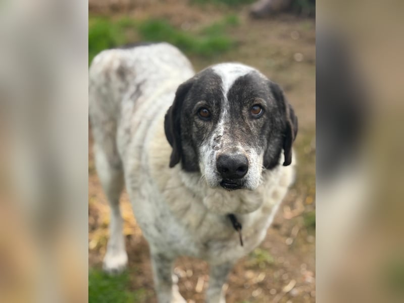Treuer Hundesenior Tim