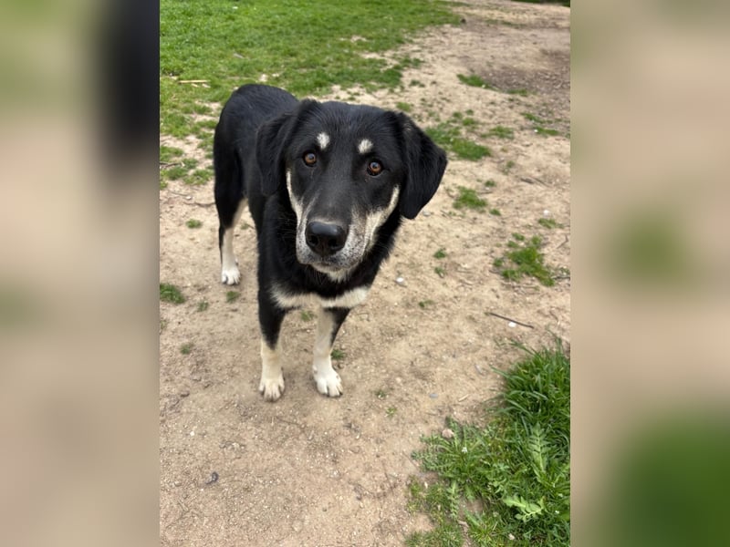 Ruhige Junghündin Poppy sucht liebevolles Zuhause