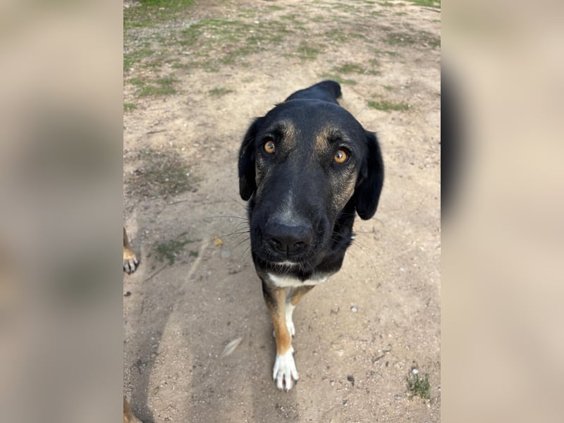 Pepita - Traumhündin sucht ihr Zuhause