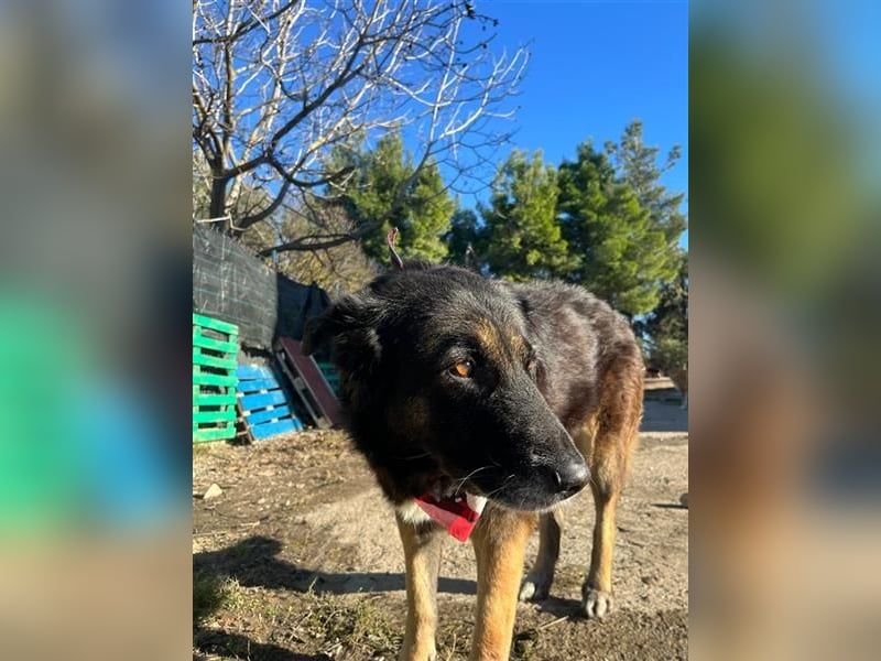 Liebevolle Hunde-Omi Funny