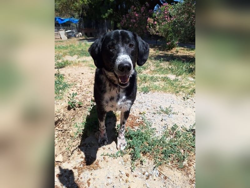 Phos - ein Hund, dessen Geschichte berührt