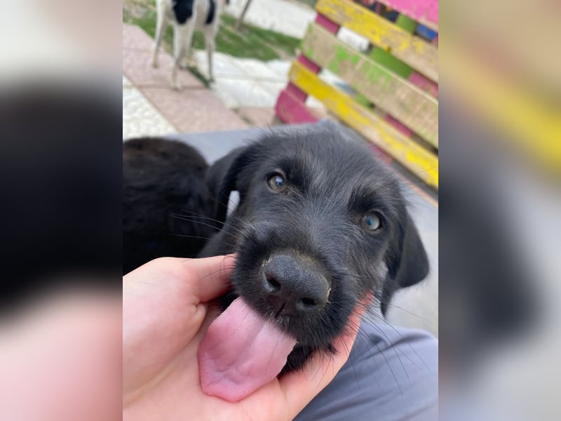 Zuckersüßer Welpe Jiji sucht sein Zuhause