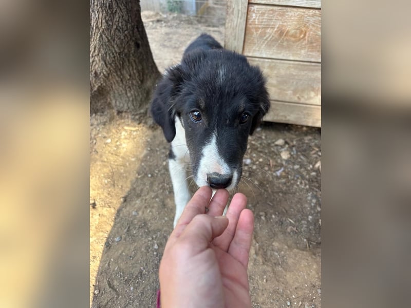 Hundewelpe Esco - liebevoller Abenteurer