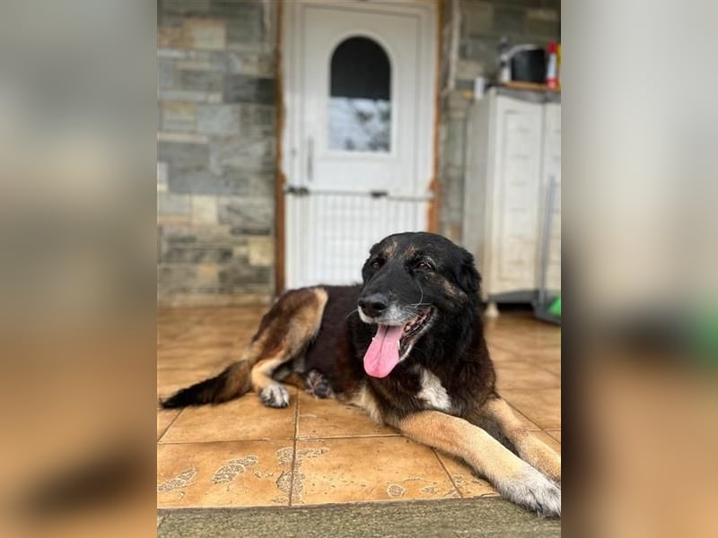 Liebevolle Senioren-Hündin Funny