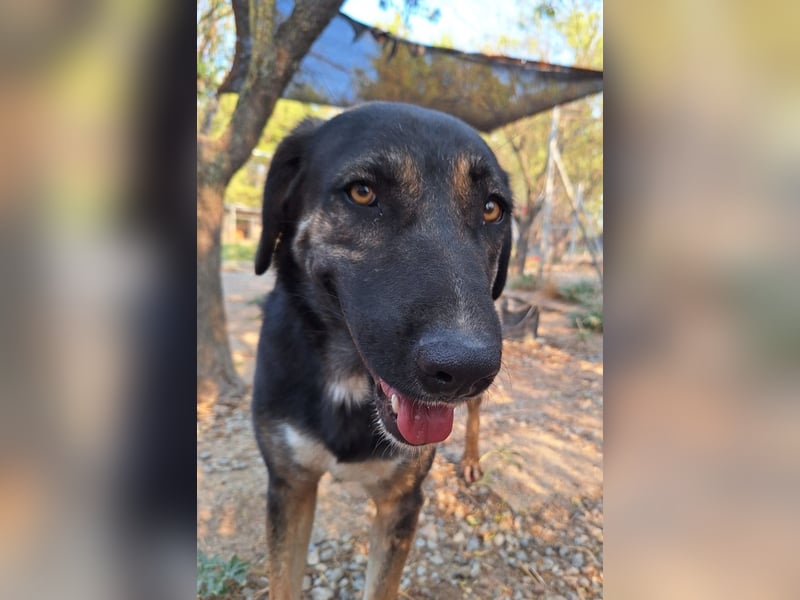 Pepita - Traumhündin sucht ihr Zuhause