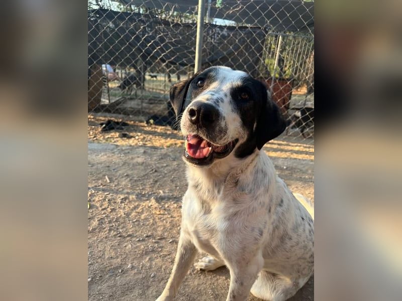 Familienhund Adam sucht sein Glück