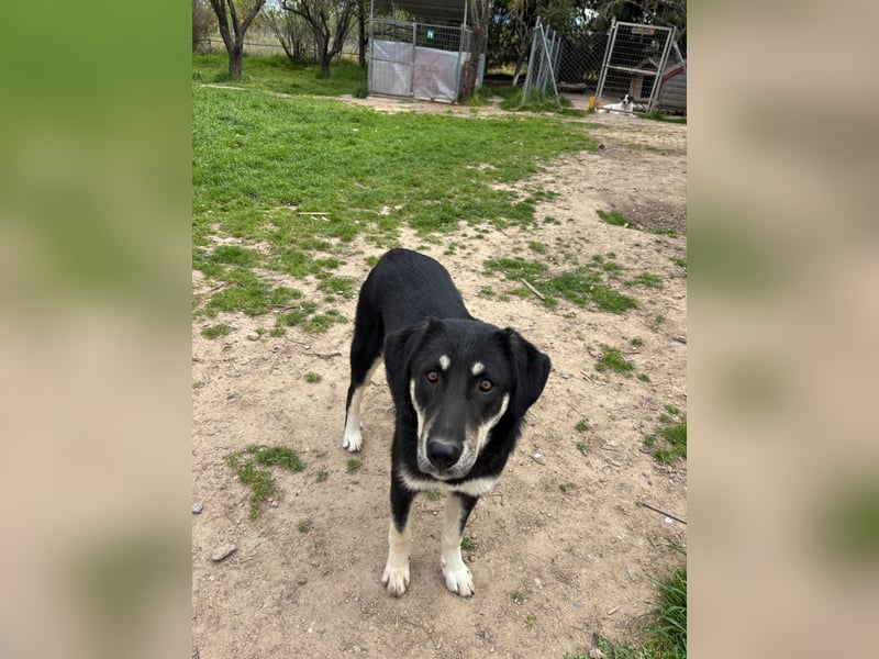 Zuckersüße Poppy sucht liebevolles Zuhause