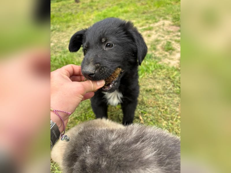 Verspielter Welpenjunge Vino sucht liebevolles Zuhause