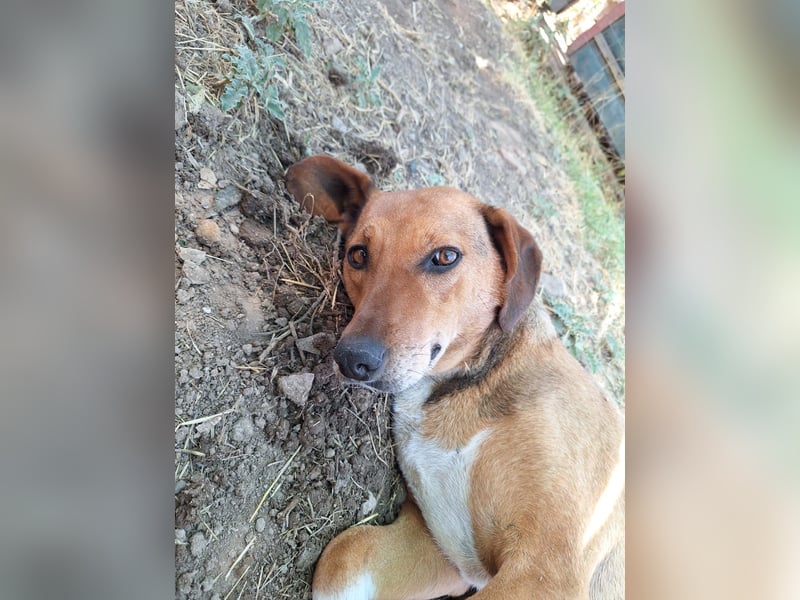 Sanfte Hündin Sandy sucht dich!