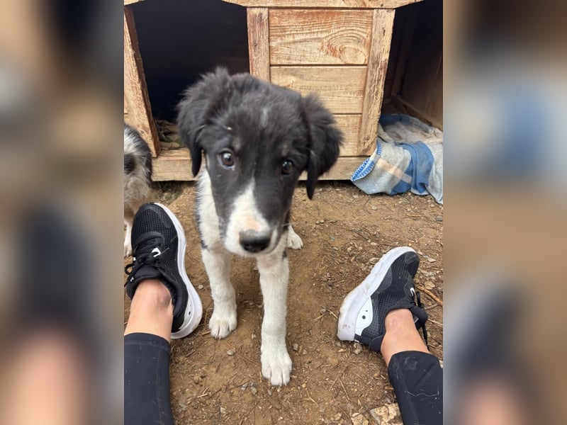 Hundewelpe Esco - liebevoller Abenteurer