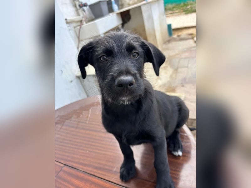 Zuckersüßer Welpe Jiji sucht sein Zuhause