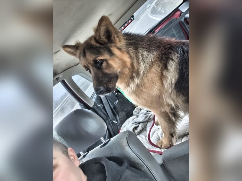 Maci, charmanter Schäferhund(mix), ca. 1 Jahr, ca. 60cm, ca. 30 kg