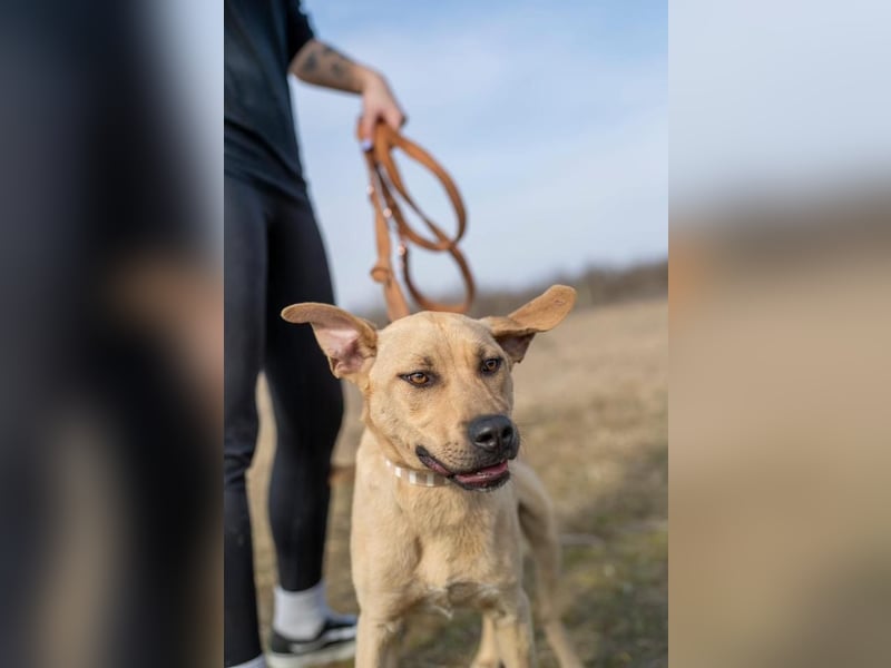 Billy, fröhlicher Wirbelwind, ca. 1 Jahr, ca. 55cm, ca. 23kg