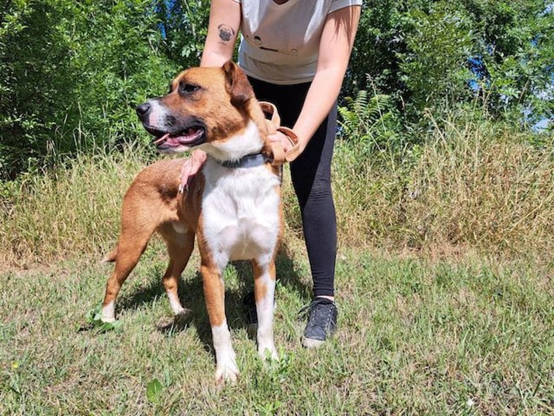 Mister Berci, offener Knuddelbär, ca. 1 Jahr, ca. 58 cm, ca. 23 kg *in 81679 München*