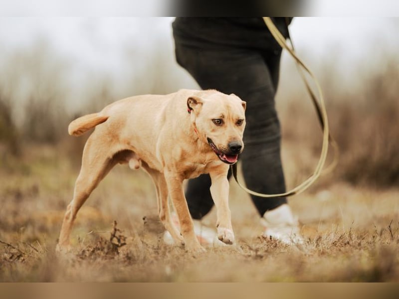 Billy, fröhlicher Wirbelwind, ca. 1 Jahr, ca. 55cm, ca. 23kg