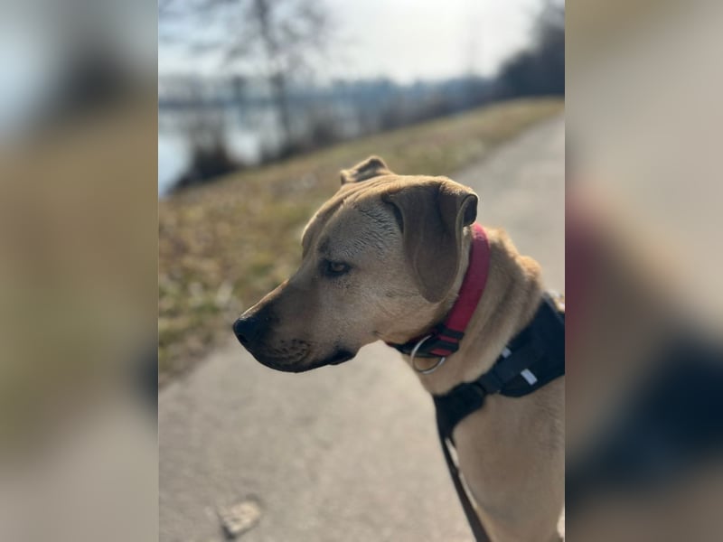 Taco, liebevoller Familienhund, ca. 2 Jahre, ca. 55cm, ca. 24 kg *88131 Lindau*