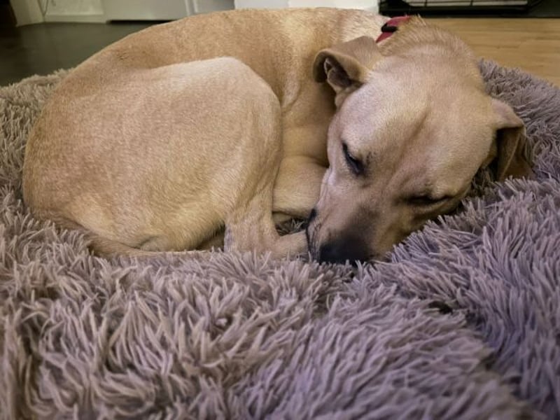 Taco, liebevoller Familienhund, ca. 2 Jahre, ca. 55cm, ca. 24 kg *88131 Lindau*