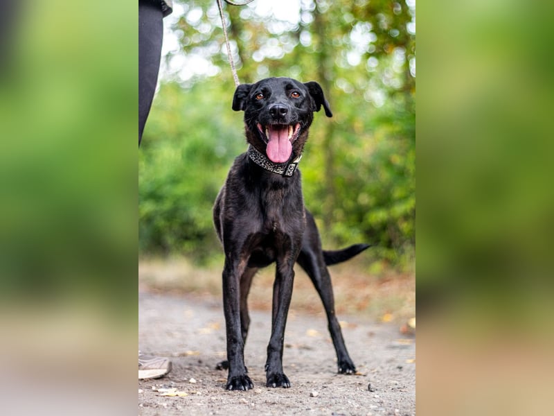 Mr. Néró, stubenreiner Traumhund , ca. 5 Jahre, ca. 52 cm, ca. 16 kg *in 82346 Andechs*
