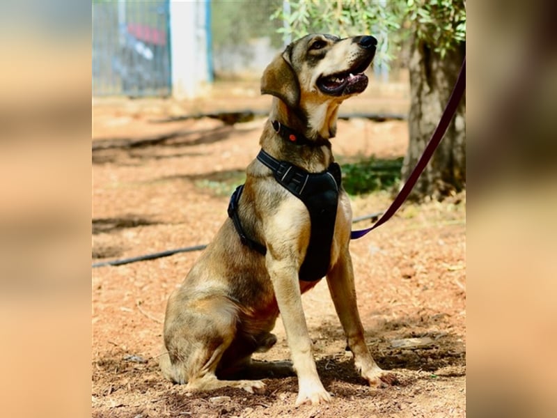 Grinias, stattlicher Kuschelbär, ca. 10 Monate