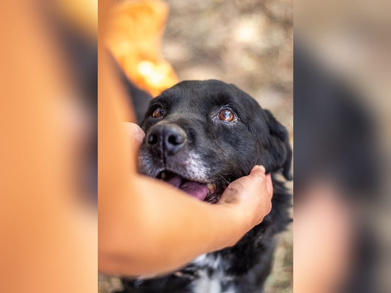 Elias, liebevoller Herzenshund, ca. 12 Jahre, ca. 55cm, ca. 25 kg