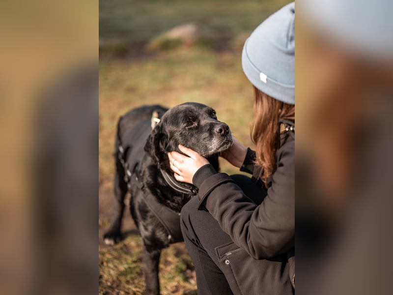 Elias, liebevoller Herzenshund, ca. 13 Jahre, ca. 55cm, ca. 25 kg *in 64287 Darmstadt*