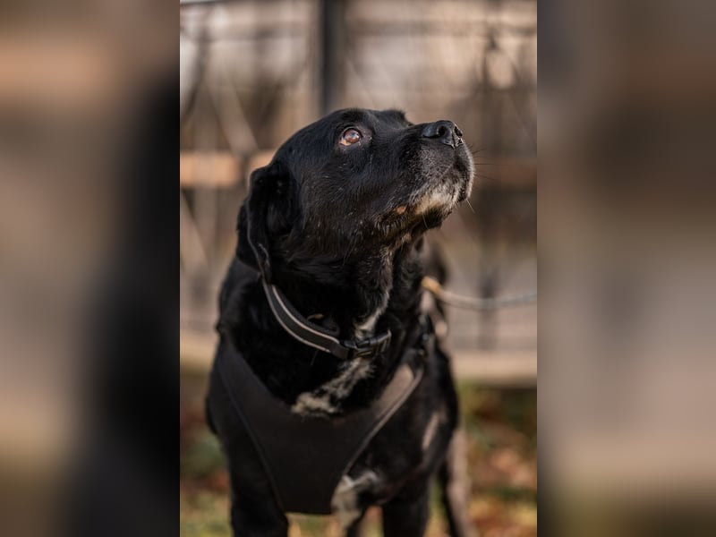 Elias, liebevoller Herzenshund, ca. 13 Jahre, ca. 55cm, ca. 25 kg *in 64287 Darmstadt*