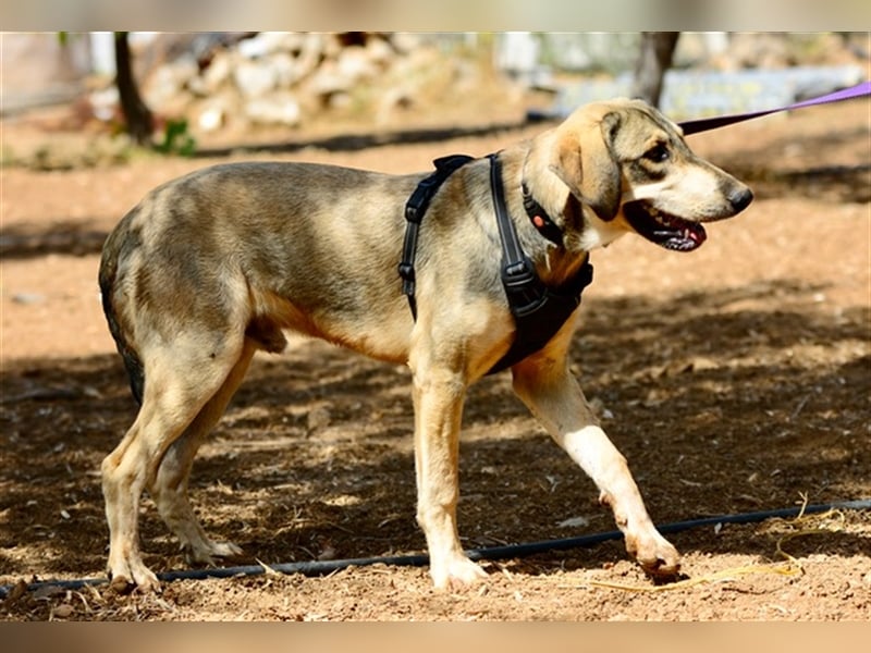 Grinias, stattlicher Kuschelbär, ca. 10 Monate