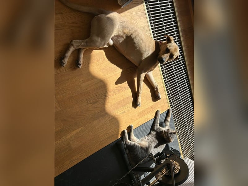 Taco, liebevoller Familienhund, ca. 2 Jahre, ca. 55cm, ca. 24 kg *88131 Lindau*