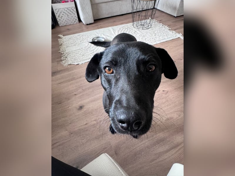 Mr. Néró, stubenreiner Traumhund , ca. 5 Jahre, ca. 52 cm, ca. 16 kg *in 82346 Andechs*