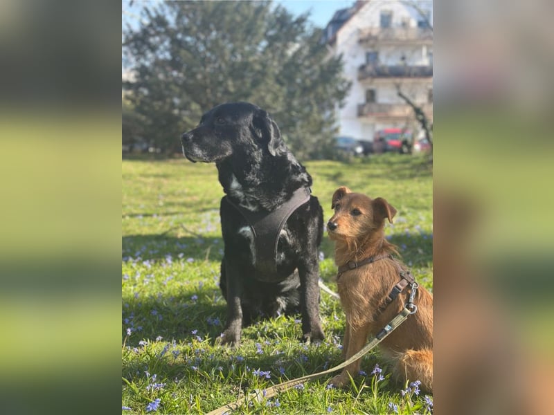 Elias, liebevoller Herzenshund, ca. 13 Jahre, ca. 55cm, ca. 25 kg *in 64287 Darmstadt*